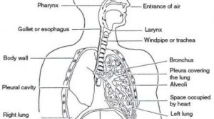 Respiratory system diagram unlabeled