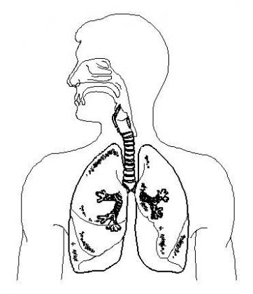 Respiratory system diagram unlabeled