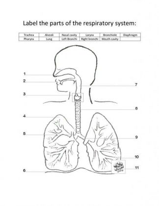 Respiratory system diagram unlabeled