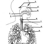 Respiratory system diagram unlabeled