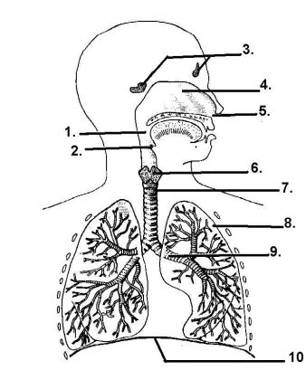 Respiratory system diagram unlabeled