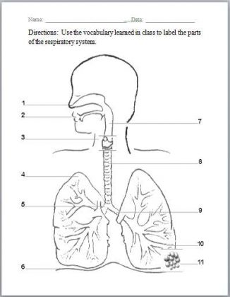 Respiratory system diagram unlabeled