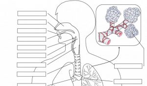 Respiratory system diagram unlabeled