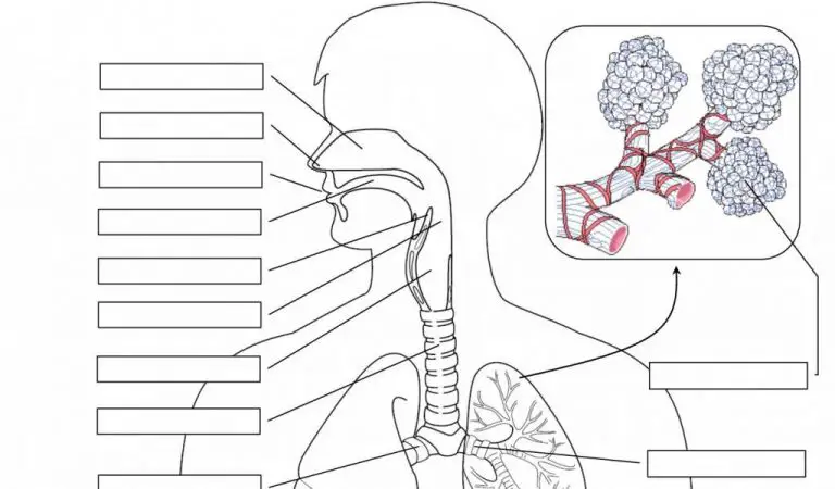 Тест дыхательная система. Respiratory System diagram. Дыхательная система младших школьников. Дыхательная система шаблон. Respiratory System Label.