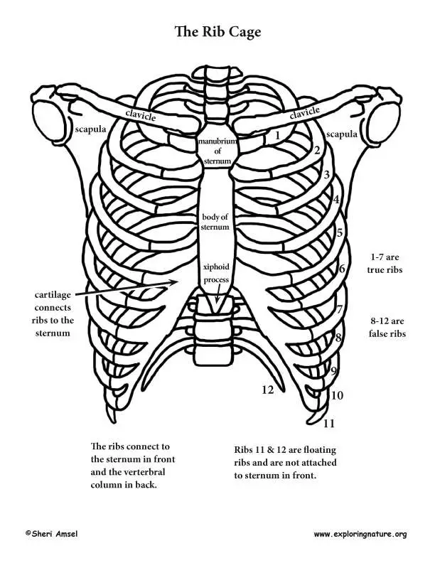 Rib cage diagram | Healthiack