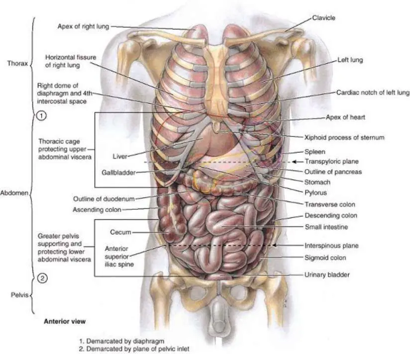 What Body Parts Are Under The Rib Cage / Pain Under Right ...