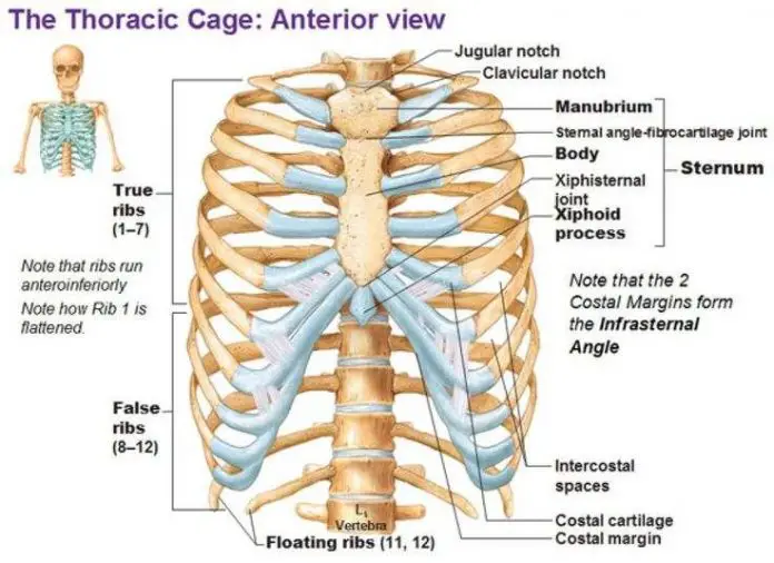 Rib cage diagram