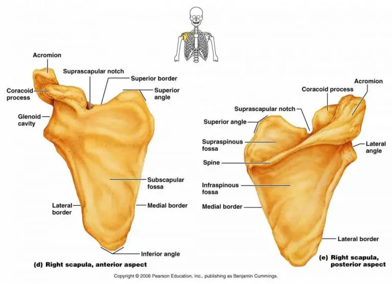 Scapula Diagram