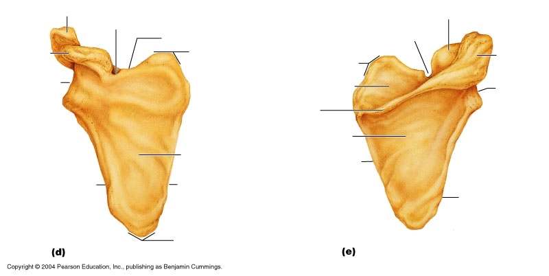 Scapula Anatomy Worksheet