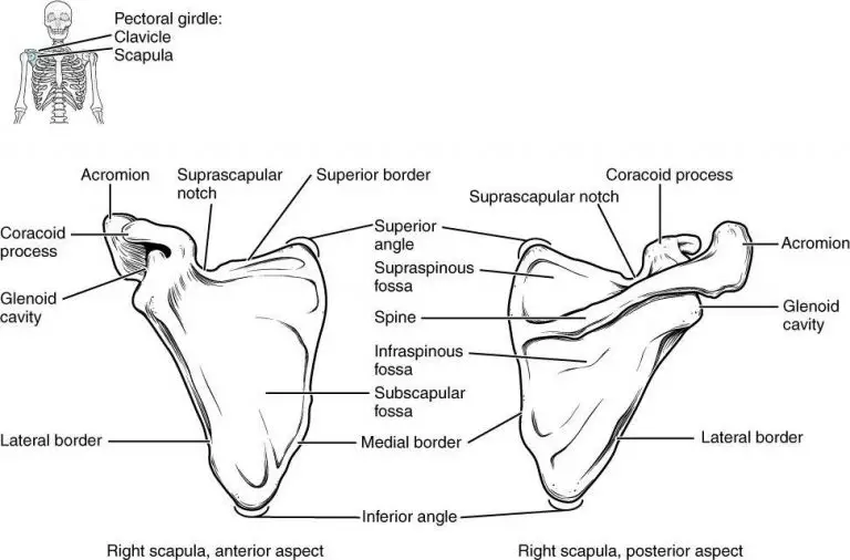 Scapula diagram