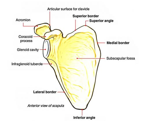 Scapula diagram