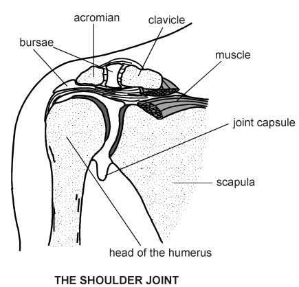 Shoulder diagram