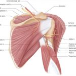 Shoulder diagram