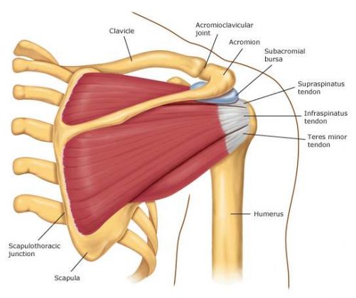 Shoulder diagram