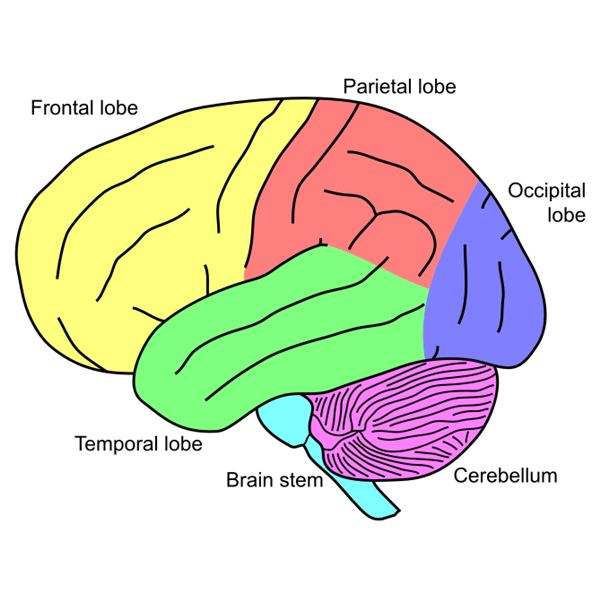 simple diagrams of brain