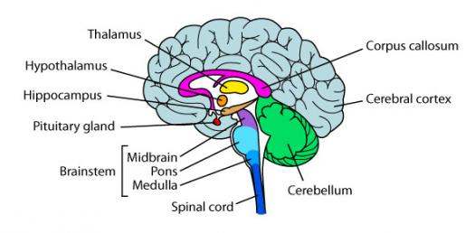 simple brain diagram