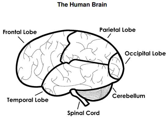 Simple diagram of brain
