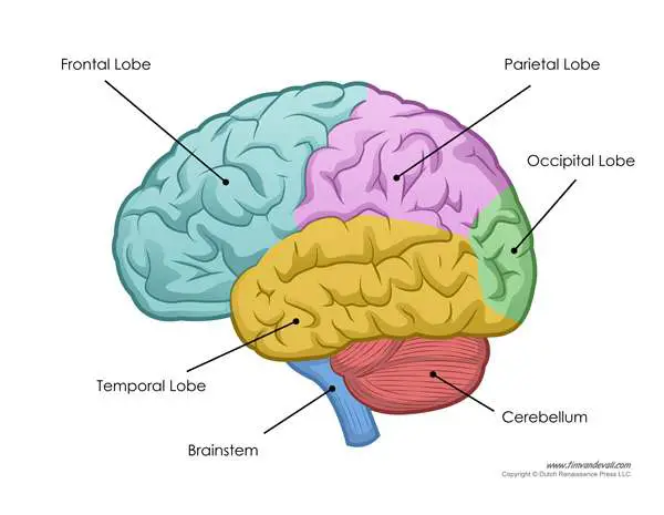 Simple diagram of brain | Healthiack