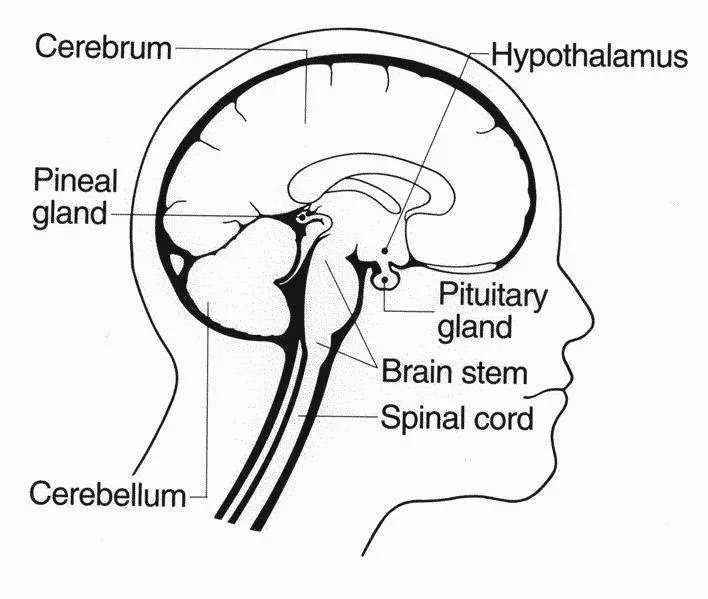Simple diagram of brain