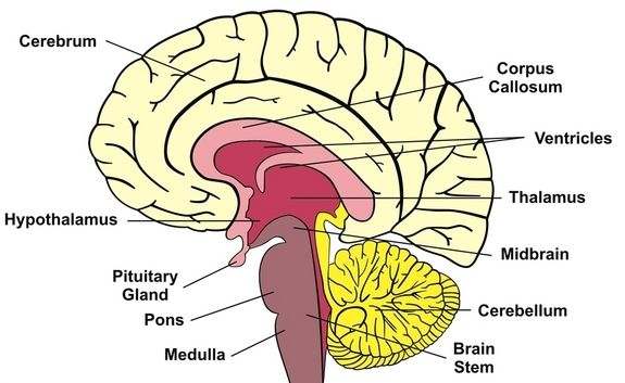 Simple diagram of brain