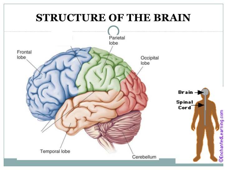 Simple diagram of brain