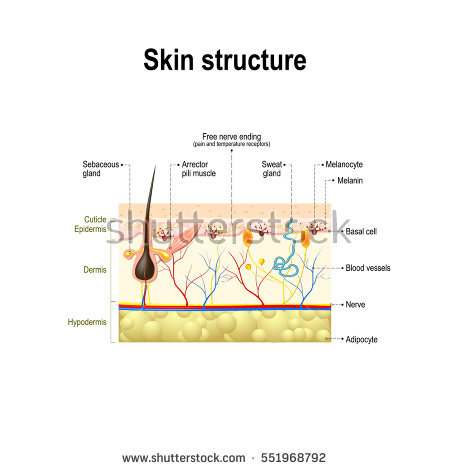 Simple diagram of the skin