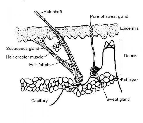 Simple diagram of the skin