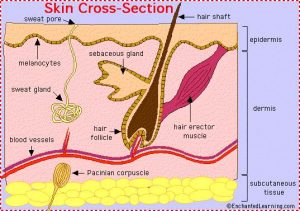 Simple diagram of the skin