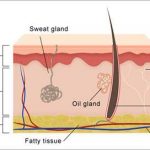 Simple diagram of the skin