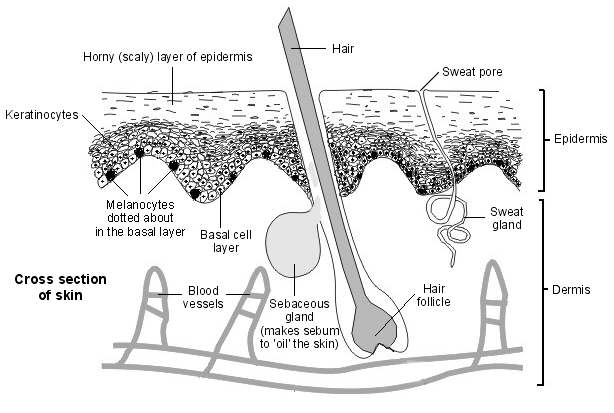 Printable Skin Diagram