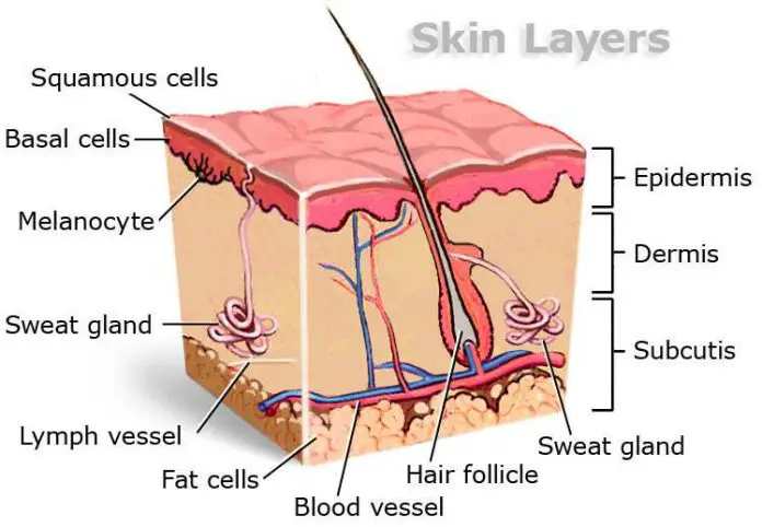 Simple diagram of the skin