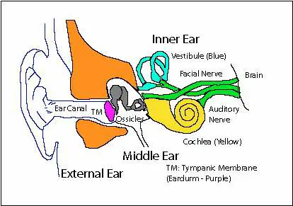 Simple ear diagram