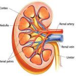 Simple kidney diagram