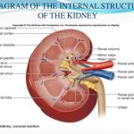 Simple kidney diagram
