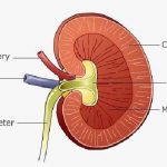 Simple kidney diagram