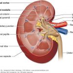 Simple kidney diagram