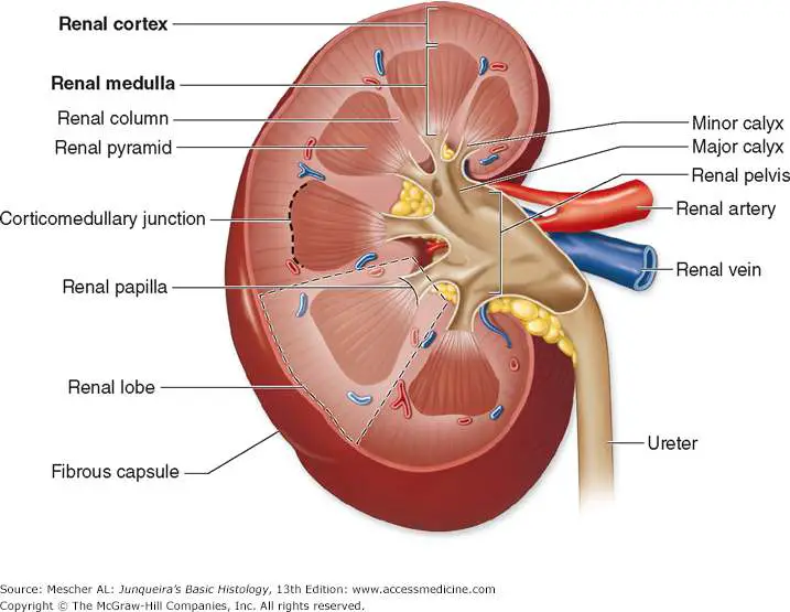Simple kidney diagram