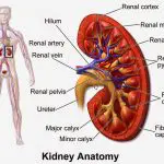 Simple kidney diagram