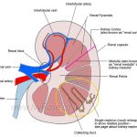 Simple kidney diagram