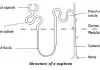Simple nephron diagram