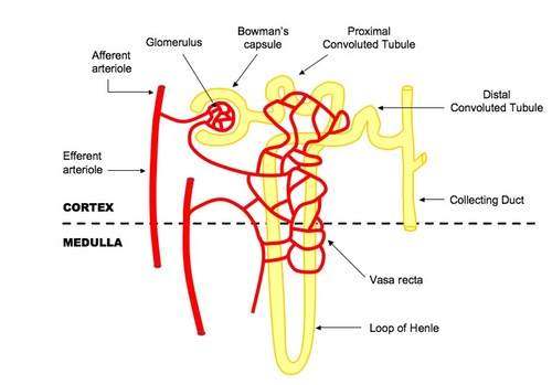 Simple nephron diagram