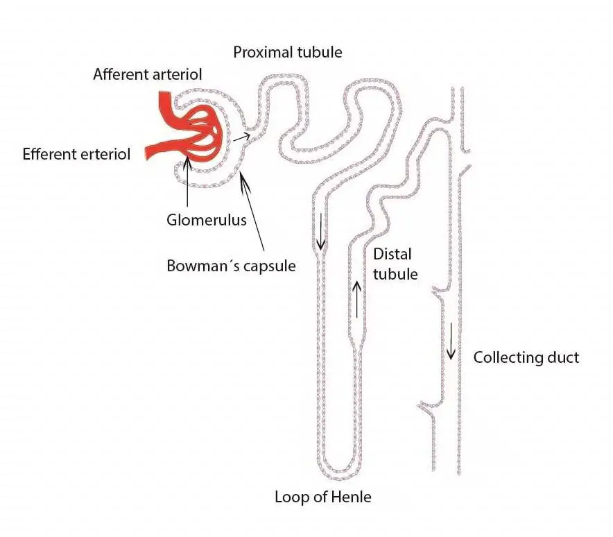 Simple nephron diagram | Healthiack