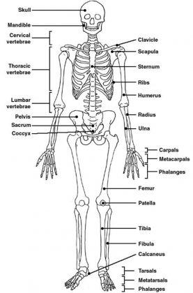 Skeletal diagram