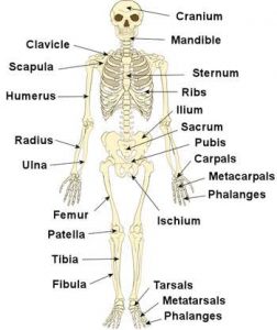 Skeletal diagram