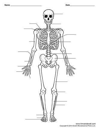 Skeletal diagram
