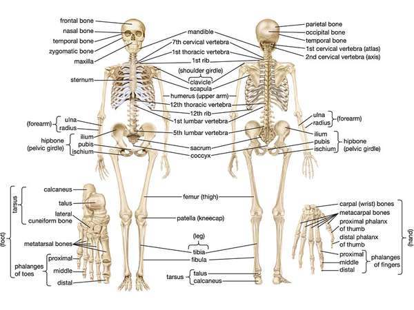 Skeletal diagram