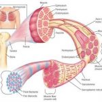 Skeletal muscle diagram