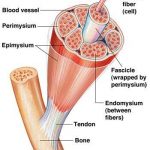 Skeletal muscle diagram