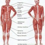 Skeletal muscle diagram