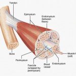 Skeletal muscle diagram